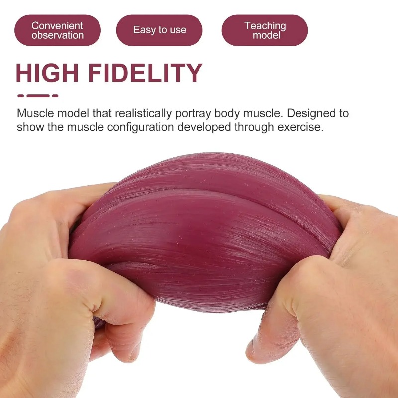 Modèle de réplique de muscle e - Nutrition Of Fitness avis et prix